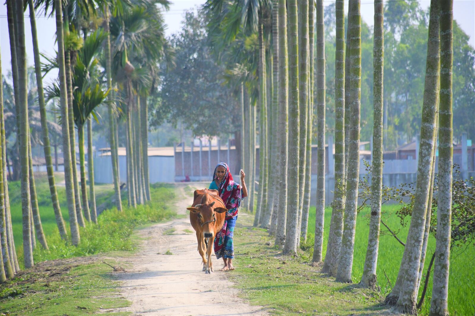 Woman walking a rural path in a GramBangla-served village